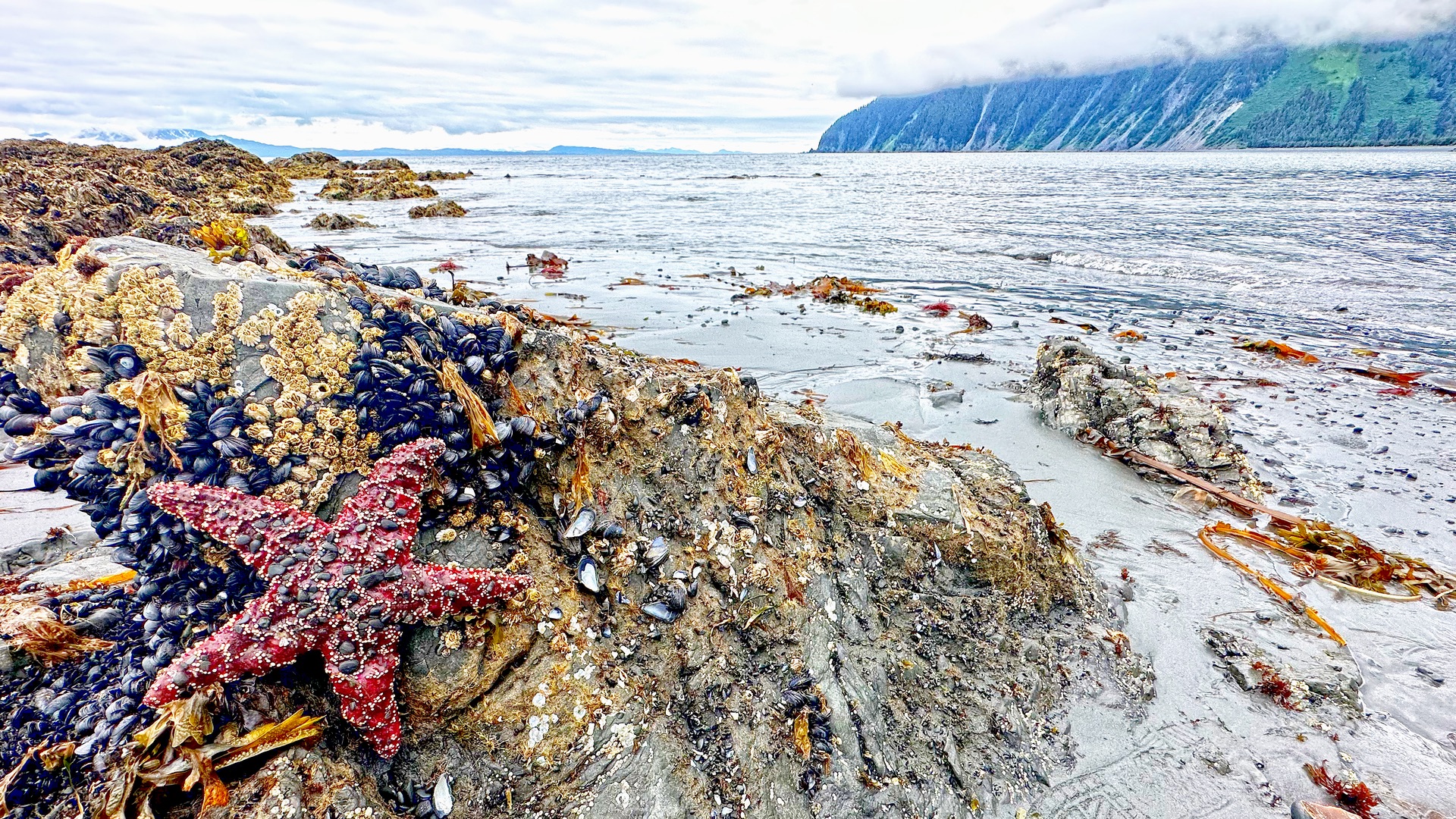 Rock on the beach with a star fish and shells