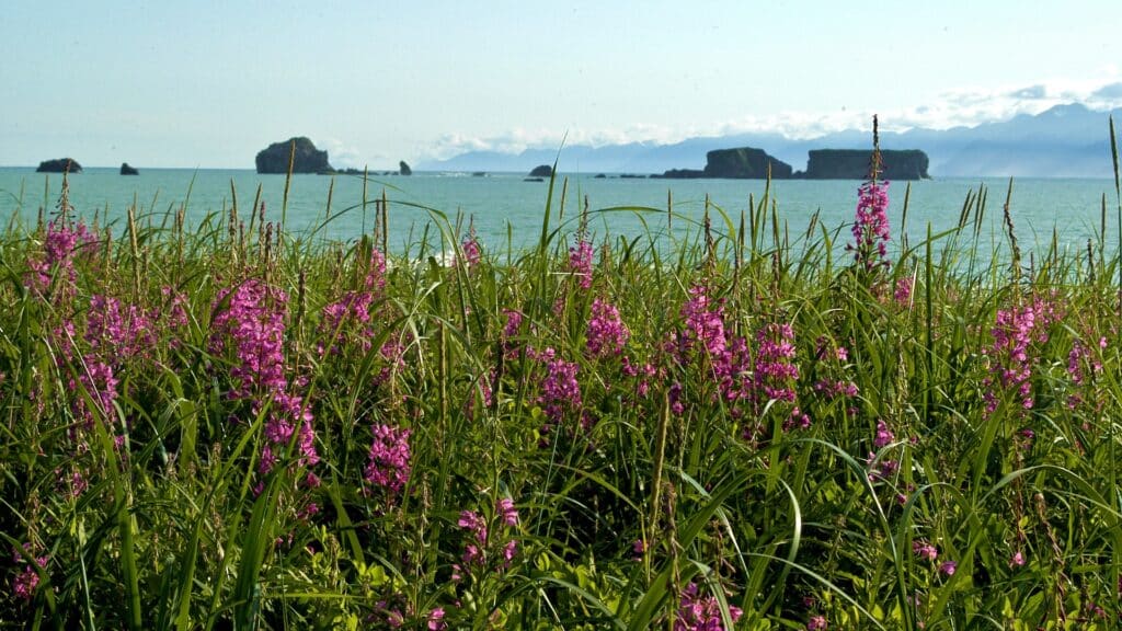 Fireweed with rocks and the sea in the background