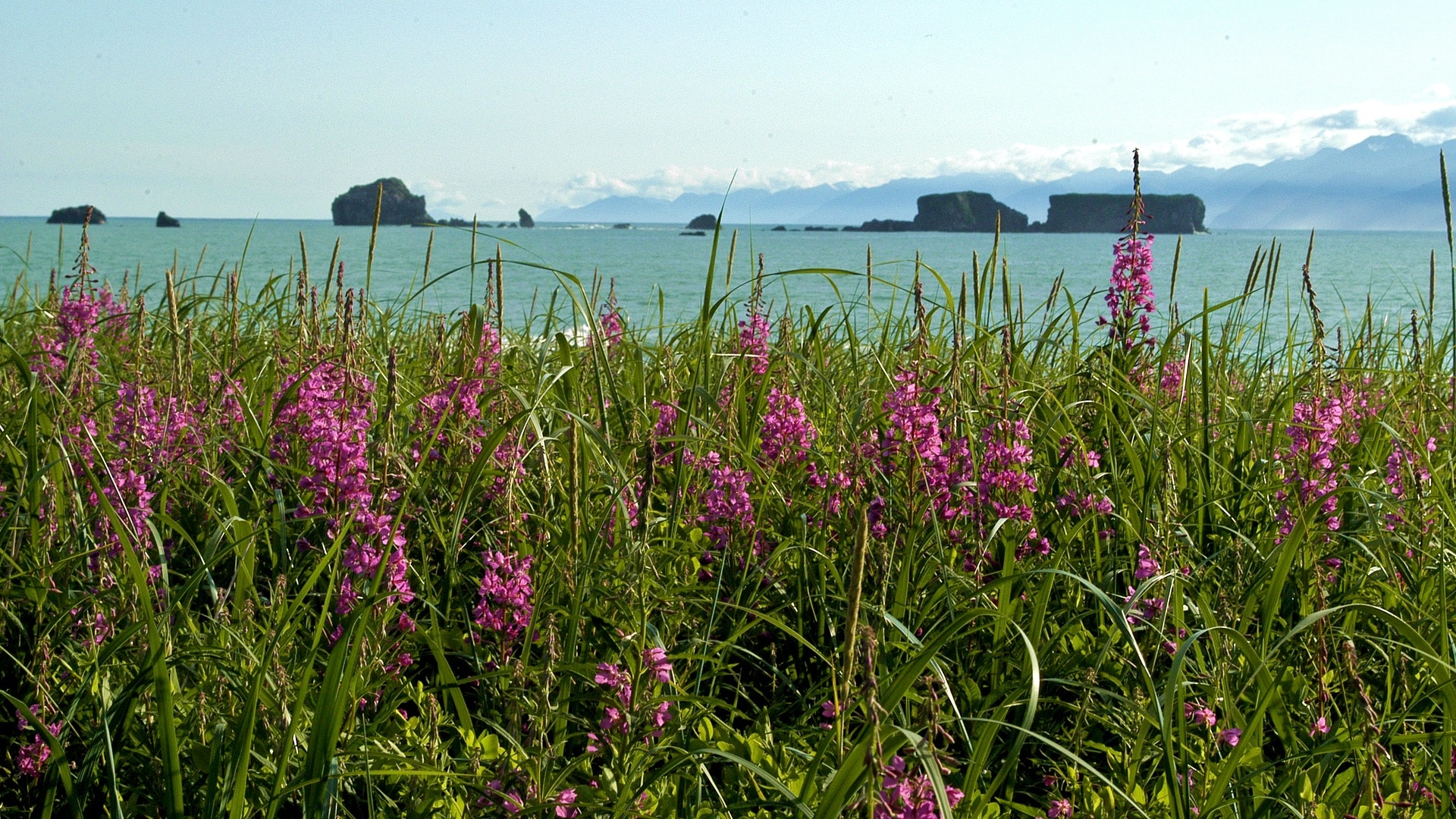 Fireweed with rocks and the sea in the background