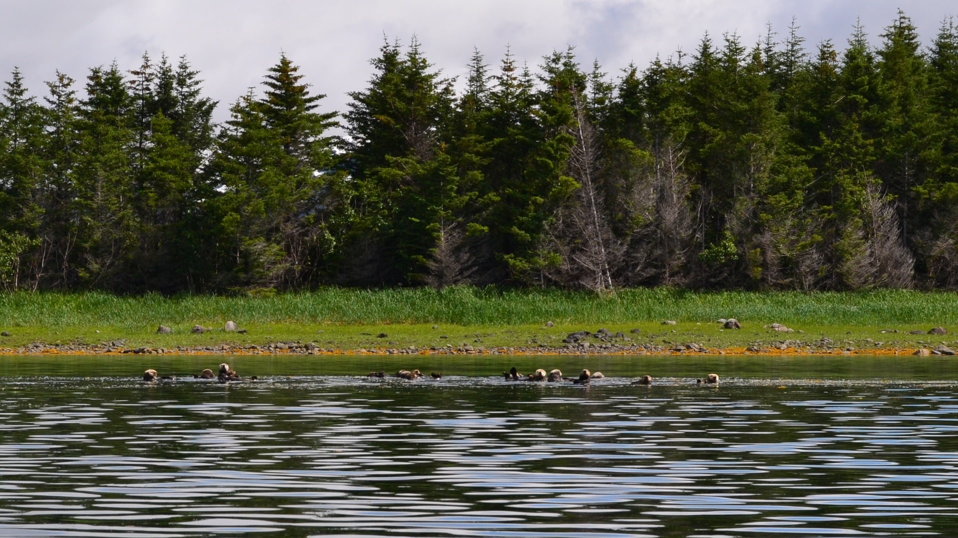 Many otters swimming together