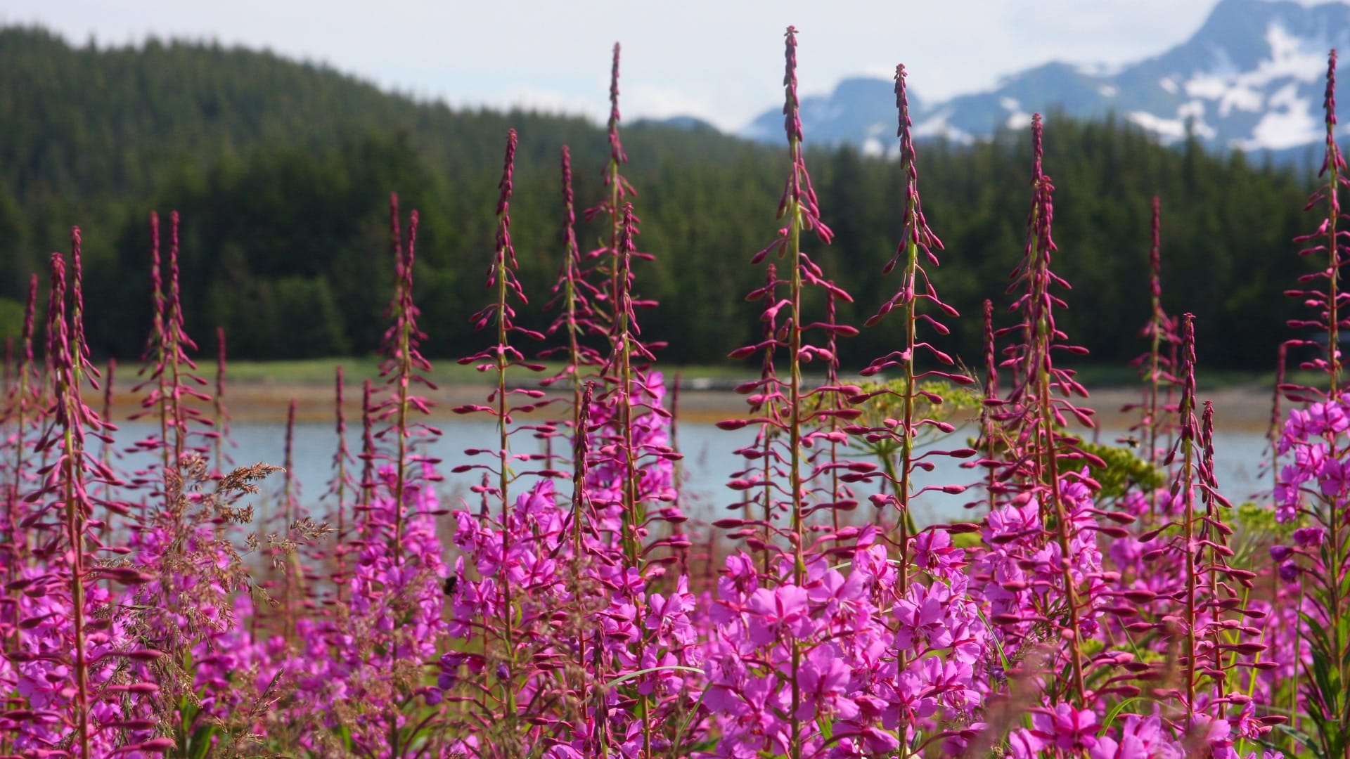 Fireweed