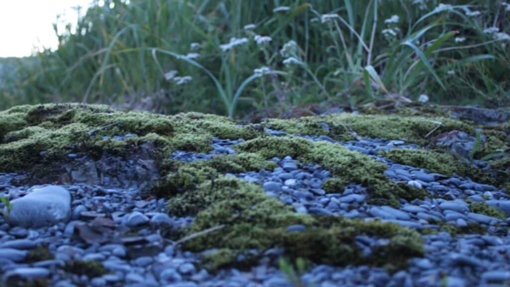 Gravel and moss