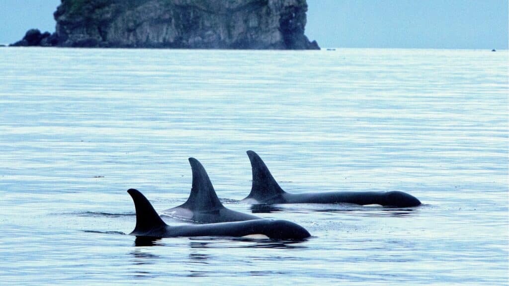 Three orca whales swimming together