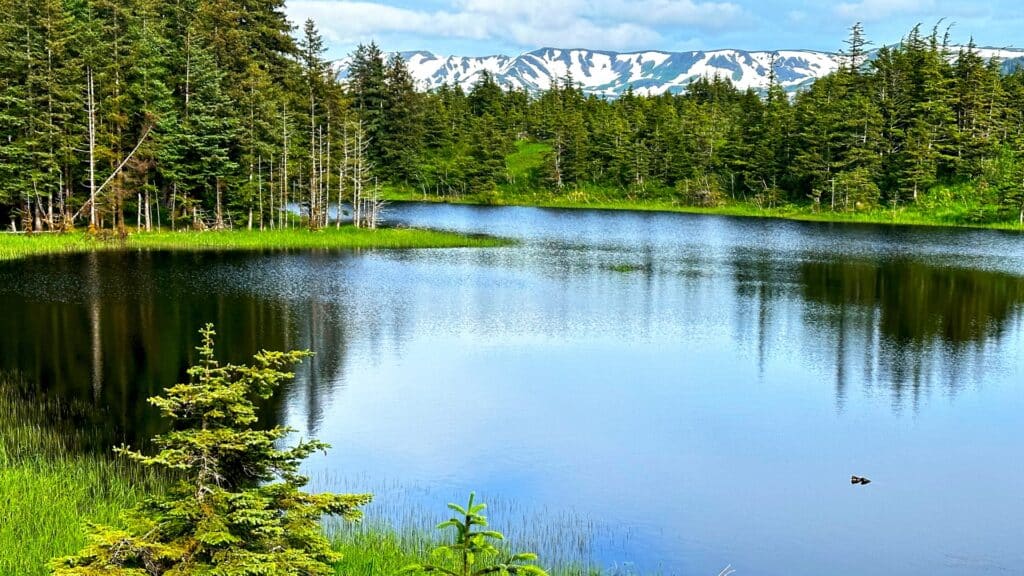 Lake surrounded by tall trees