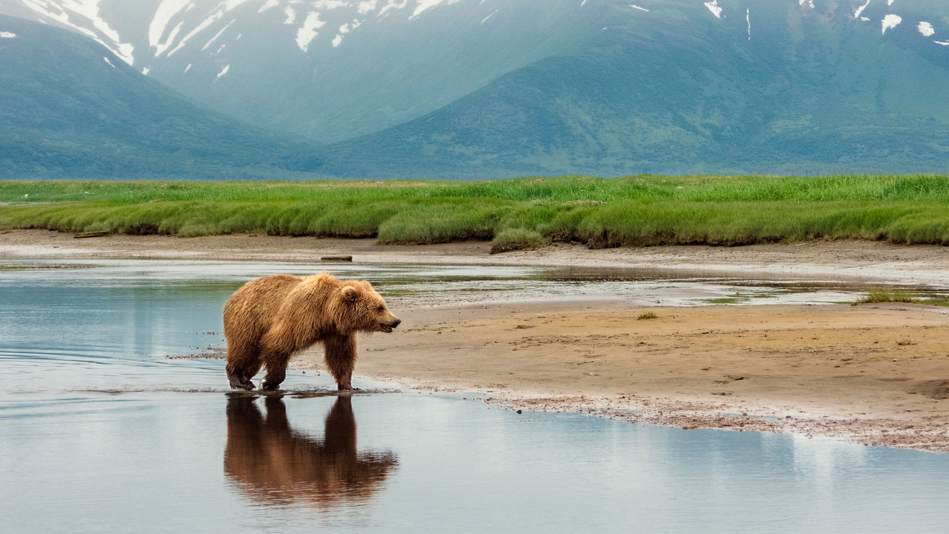 Bear walking across the beach